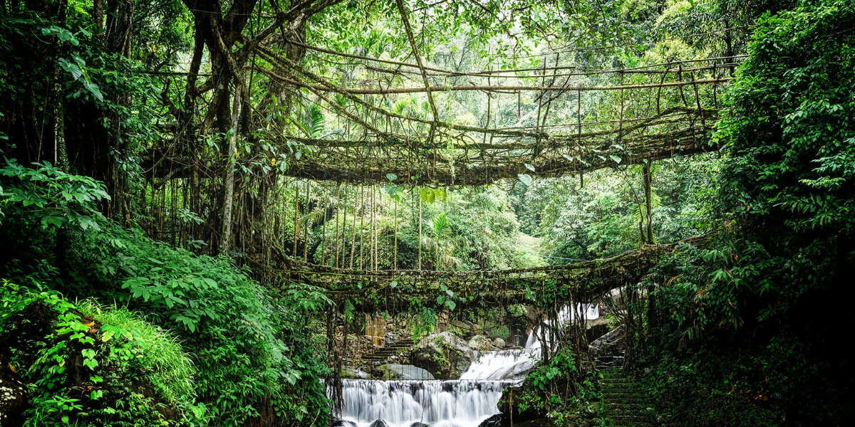 Living Root Bridges